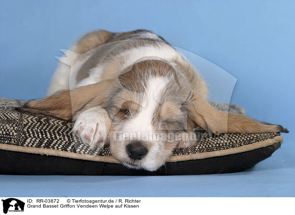 Grand Basset Griffon Vendeen Welpe auf Kissen / lying puppy / RR-03872