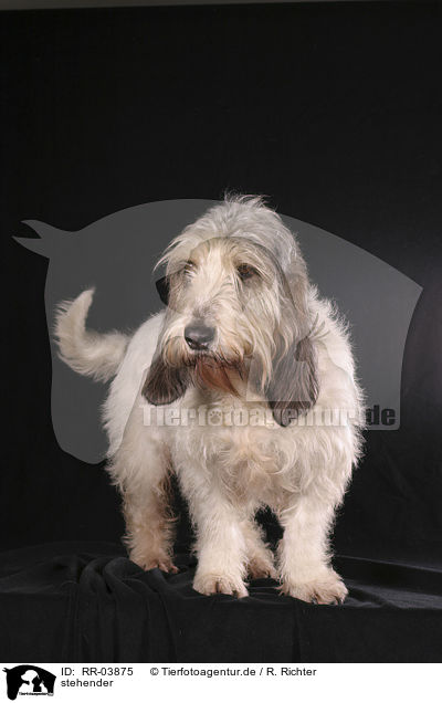 stehender / standing Grand Basset Griffon Vendeen / RR-03875