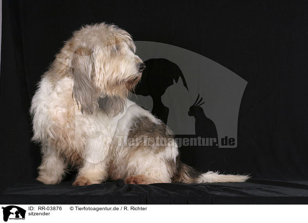 sitzender / standing Grand Basset Griffon Vendeen / RR-03876