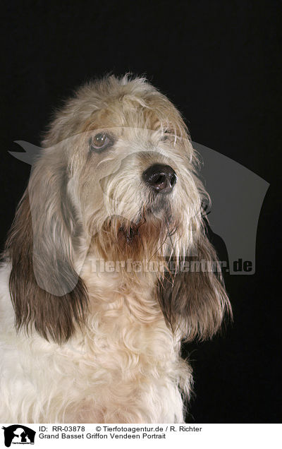 Grand Basset Griffon Vendeen Portrait / Grand Basset Griffon Vendeen Portrait / RR-03878