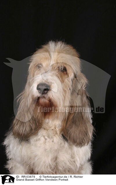 Grand Basset Griffon Vendeen Portrait / RR-03879