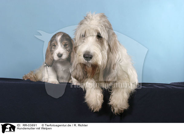 Hundemutter mit Welpen / mother with puppies / RR-03891