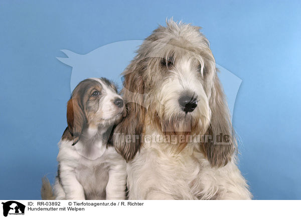 Hundemutter mit Welpen / mother with puppies / RR-03892