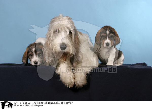 Hundemutter mit Welpen / mother with puppies / RR-03893