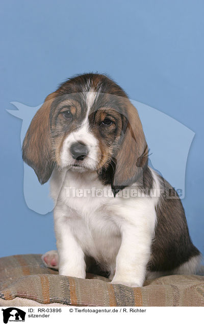 sitzender / sitting Grand Basset Griffon Vendeen / RR-03896