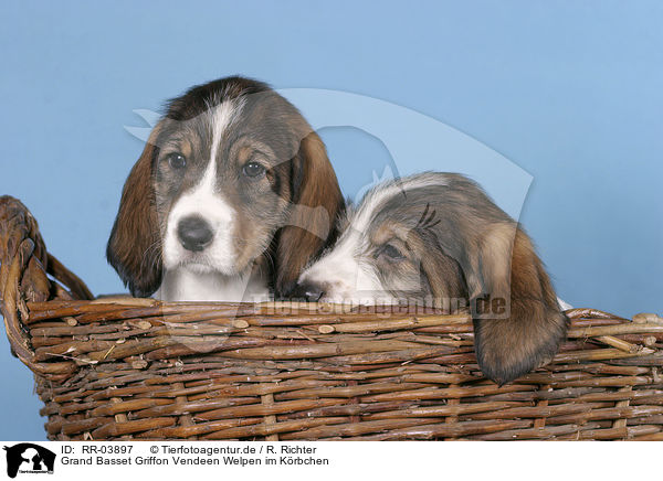 Grand Basset Griffon Vendeen Welpen im Krbchen / puppies in the basket / RR-03897