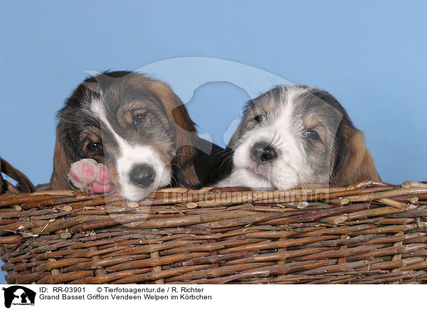 Grand Basset Griffon Vendeen Welpen im Krbchen / puppies in the basket / RR-03901