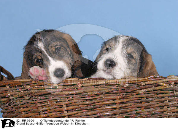 Grand Basset Griffon Vendeen Welpen im Krbchen / RR-03901