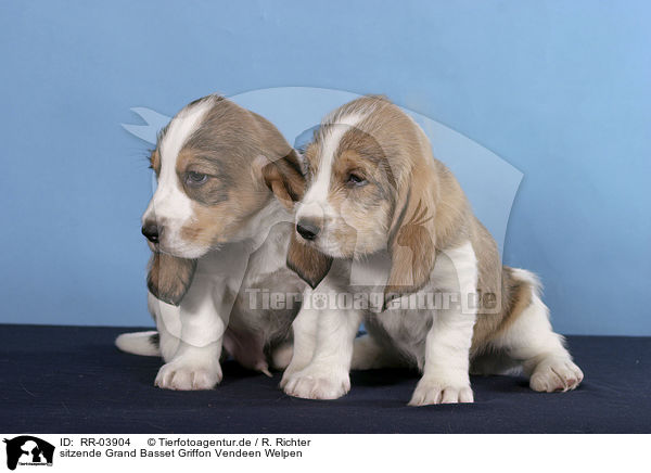 sitzende Grand Basset Griffon Vendeen Welpen / RR-03904