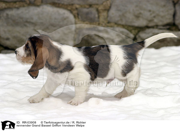 rennender Grand Basset Griffon Vendeen Welpe / running puppy / RR-03908