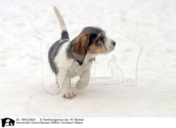 rennender Grand Basset Griffon Vendeen Welpe / RR-03909