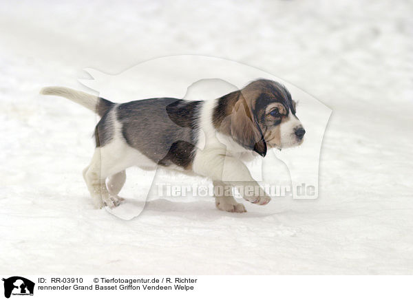 rennender Grand Basset Griffon Vendeen Welpe / running puppy / RR-03910