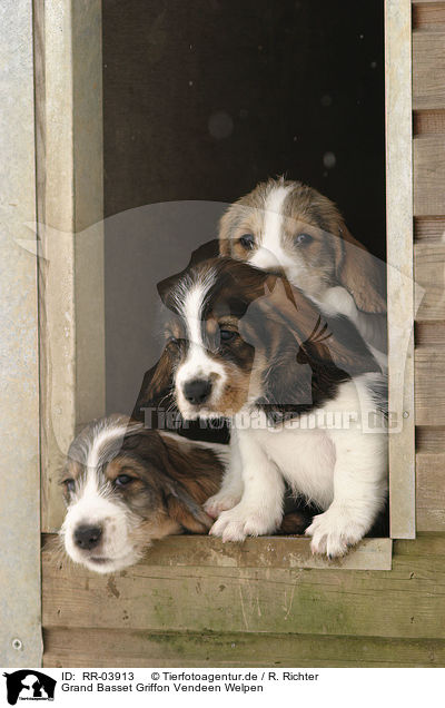 Grand Basset Griffon Vendeen Welpen / puppies / RR-03913