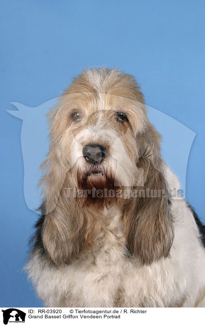 Grand Basset Griffon Vendeen Portrait / Grand Basset Griffon Vendeen Portrait / RR-03920