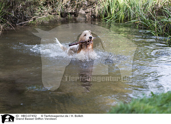 Grand Basset Griffon Vendeen / Grand Basset Griffon Vendeen / HBO-07452