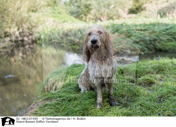 Grand Basset Griffon Vendeen / Grand Basset Griffon Vendeen / HBO-07456