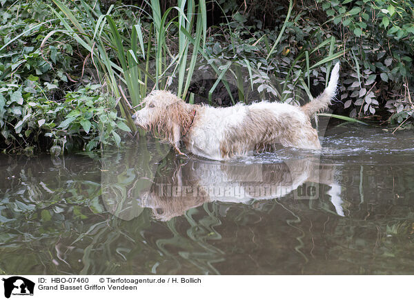 Grand Basset Griffon Vendeen / Grand Basset Griffon Vendeen / HBO-07460