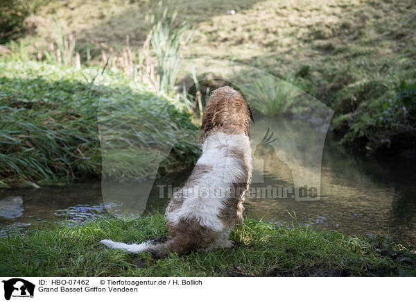 Grand Basset Griffon Vendeen / Grand Basset Griffon Vendeen / HBO-07462