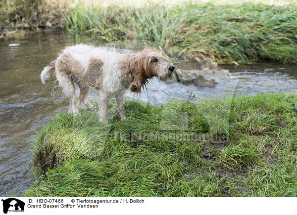 Grand Basset Griffon Vendeen / Grand Basset Griffon Vendeen / HBO-07466