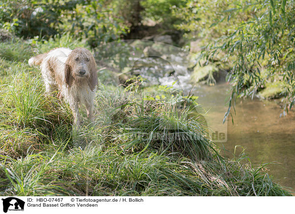 Grand Basset Griffon Vendeen / Grand Basset Griffon Vendeen / HBO-07467