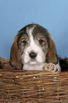 Grand Basset Griffon Vendeen Welpe im Krbchen