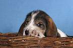 Grand Basset Griffon Vendeen Welpe im Krbchen