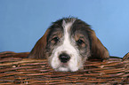 Grand Basset Griffon Vendeen Welpe im Krbchen