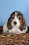 Grand Basset Griffon Vendeen Welpe im Krbchen