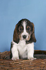 Grand Basset Griffon Vendeen Welpe im Krbchen