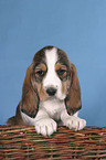 Grand Basset Griffon Vendeen Welpe im Krbchen