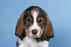 Grand Basset Griffon Vendeen Welpe