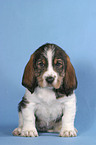 sitzender Grand Basset Griffon Vendeen Welpe