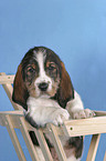 Grand Basset Griffon Vendeen Welpe