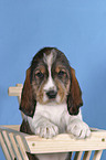 Grand Basset Griffon Vendeen Welpe