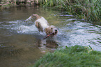 Grand Basset Griffon Vendeen