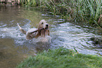Grand Basset Griffon Vendeen