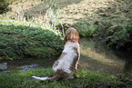 Grand Basset Griffon Vendeen