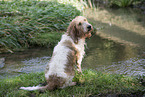 Grand Basset Griffon Vendeen