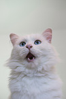 weie Katze