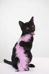 Hauskatze