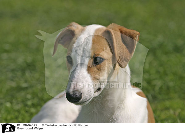 Greyhound Welpe / Puppy Portrait / RR-04579
