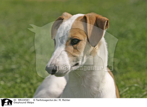 Greyhound Welpe / RR-04581