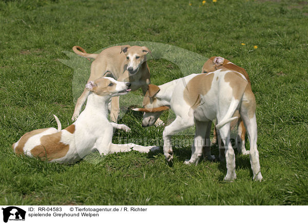 spielende Greyhound Welpen / RR-04583
