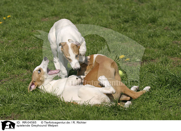 spielende Greyhound Welpen / playing puppies / RR-04585