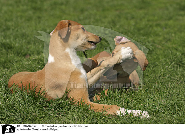 spielende Greyhound Welpen / playing puppies / RR-04596