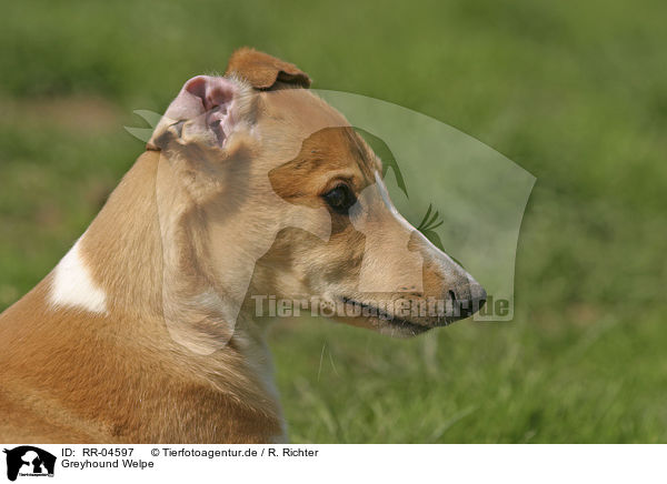 Greyhound Welpe / Puppy Portrait / RR-04597