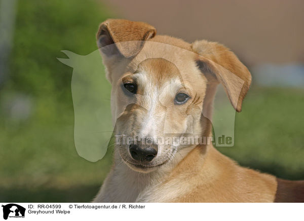 Greyhound Welpe / Puppy Portrait / RR-04599