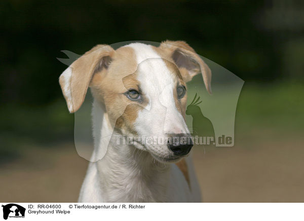 Greyhound Welpe / Puppy Portrait / RR-04600