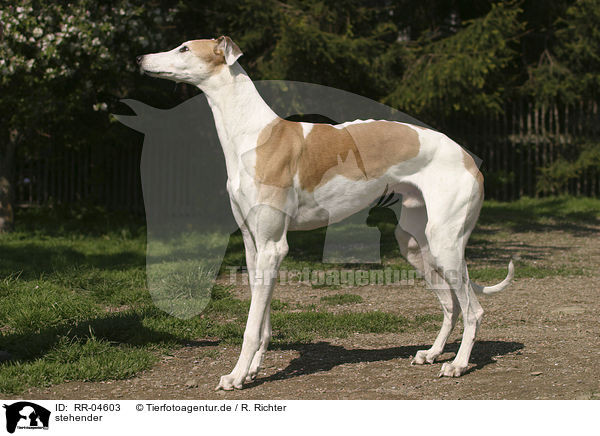 stehender / standing Greyhound / RR-04603