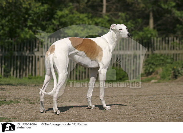 stehender / standing Greyhound / RR-04604